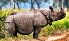 Animales en peligro de extinción