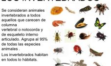 Cuáles son los animales invertebrados