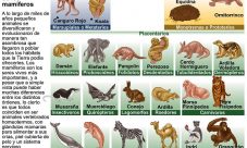 Cuáles son los animales mamíferos