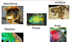 Cuáles son los animales vertebrados