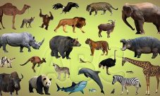 Características de los animales
