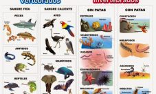 Clasificación de los animales