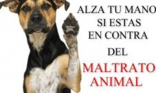 Derechos de los animales