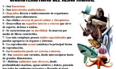 Características del reino animal