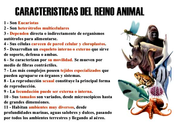 Características del Reino Animal