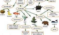 Clasificación del reino animal