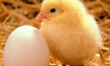 Cómo se reproduce el reino animal