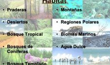 Dónde se encuentra el reino animal