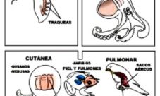 Tipos de respiración en el reino animal