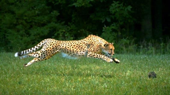 ¿Cuál es el animal más rápido del mundo?