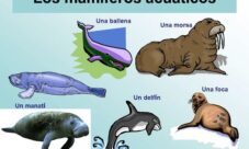 ¿Cuáles son los animales mamíferos acuáticos?