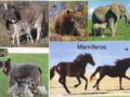 ¿Cuáles son los animales mamíferos vertebrados?