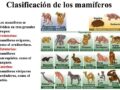 Clasificación de los animales mamíferos