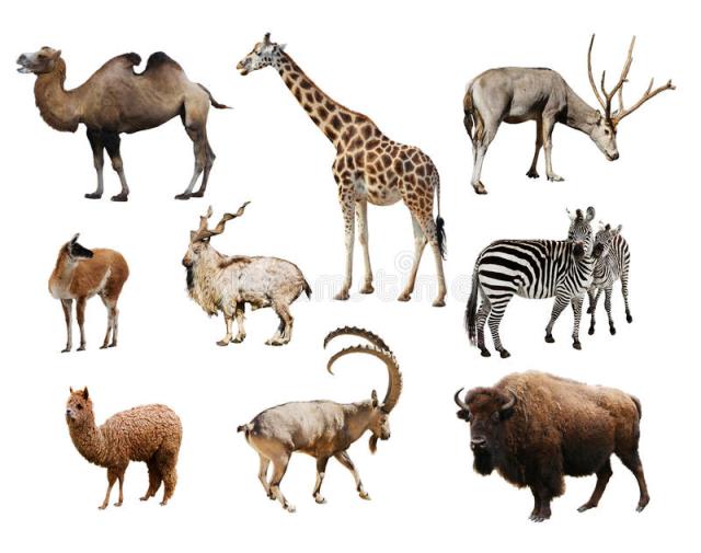 Imágenes de animales mamíferos