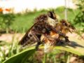 ¿Cómo se reproducen las abejas?
