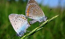 ¿Cómo se reproducen las mariposas?