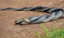 ¿Cómo se reproducen las serpientes?