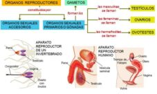Fisiología de la reproducción animal
