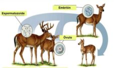 Reproducción sexual animal