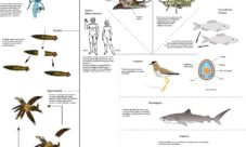 Tipos de reproducción animal